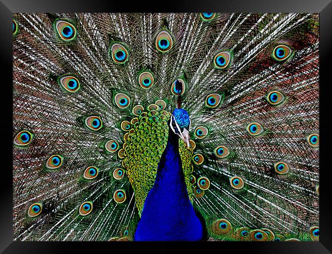 Peacock Framed Print by Simon Marshall