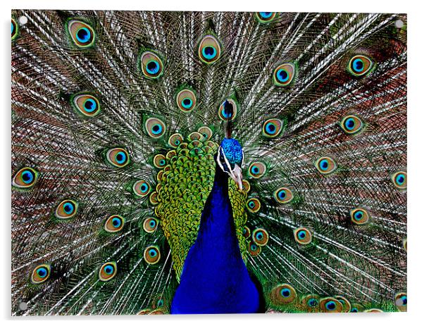 Peacock Acrylic by Simon Marshall