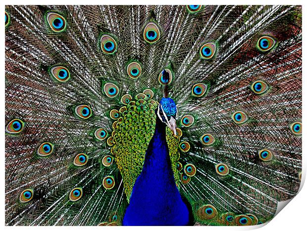 Peacock Print by Simon Marshall