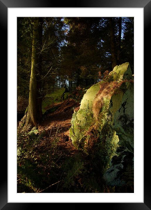 Green Reflection...Cullaloe Forest, nr Burntisland Framed Mounted Print by Mike Thomson
