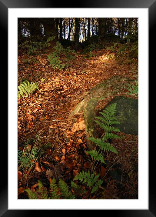 Follow the light...Cullaloe Forest, nr Burntisland Framed Mounted Print by Mike Thomson