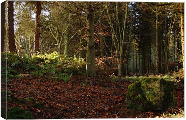 Forest Path... Cullaloe Forest, nr Burntisland Canvas Print by Mike Thomson
