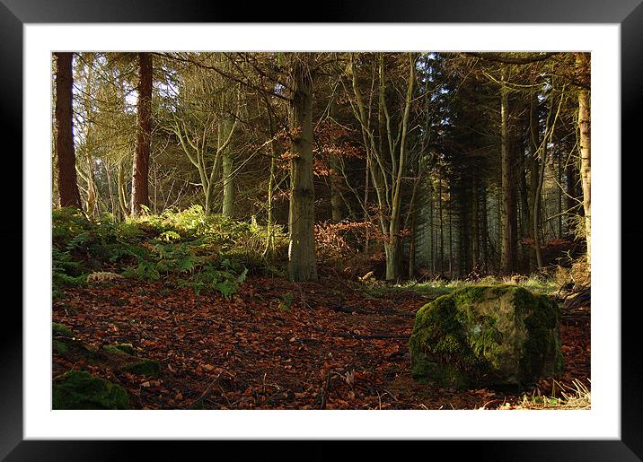 Forest Path... Cullaloe Forest, nr Burntisland Framed Mounted Print by Mike Thomson