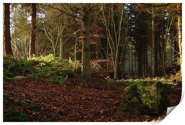 Forest Path... Cullaloe Forest, nr Burntisland Print by Mike Thomson