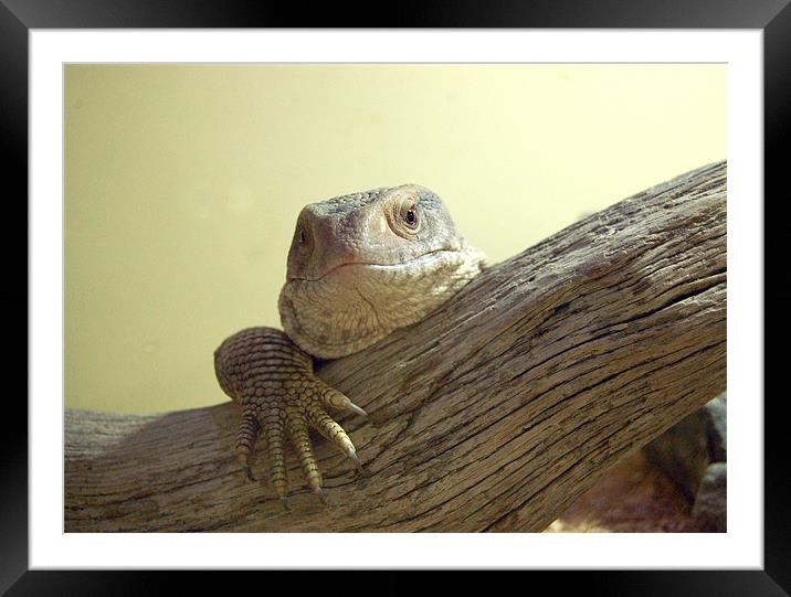 Lizard #2 Framed Mounted Print by Matt Curties