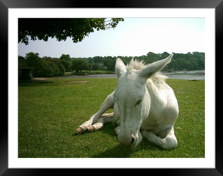 New Forest Donkey Framed Mounted Print by Matt Curties