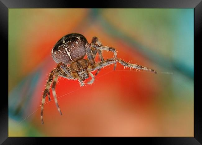 Spider Framed Print by Matt Curties