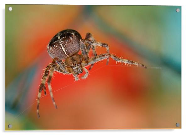Spider Acrylic by Matt Curties