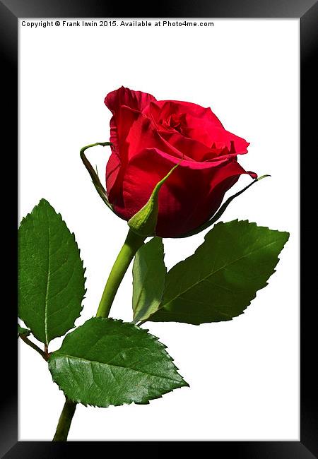  Beautiful red Hybrid Tea rose Framed Print by Frank Irwin