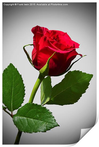 Beautiful red Hybrid Tea rose Print by Frank Irwin