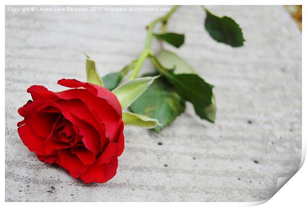  Red Valentines Rose Print by Lauren Jane Ralphson
