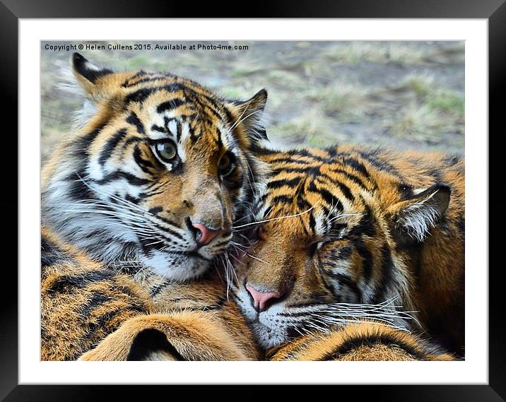  TIGER CUBS Framed Mounted Print by Helen Cullens