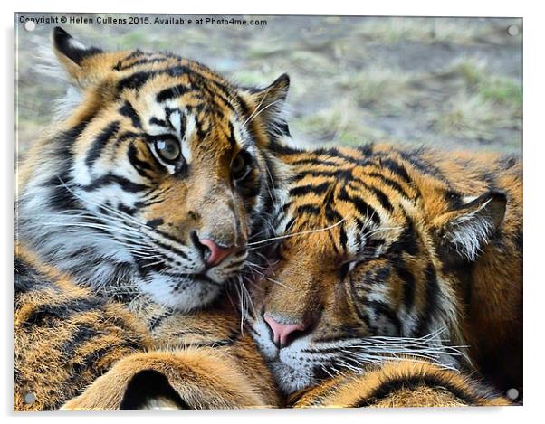  TIGER CUBS Acrylic by Helen Cullens