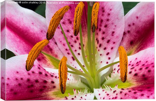  Single Asiatic Lily Flower Canvas Print by colin chalkley