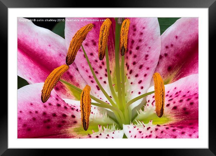  Single Asiatic Lily Flower Framed Mounted Print by colin chalkley