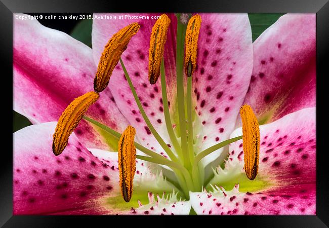  Single Asiatic Lily Flower Framed Print by colin chalkley