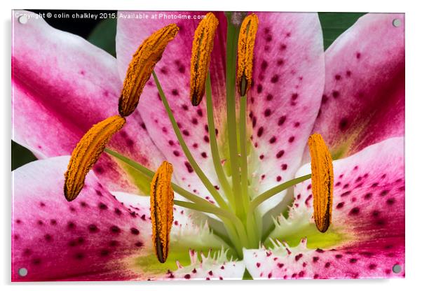  Single Asiatic Lily Flower Acrylic by colin chalkley
