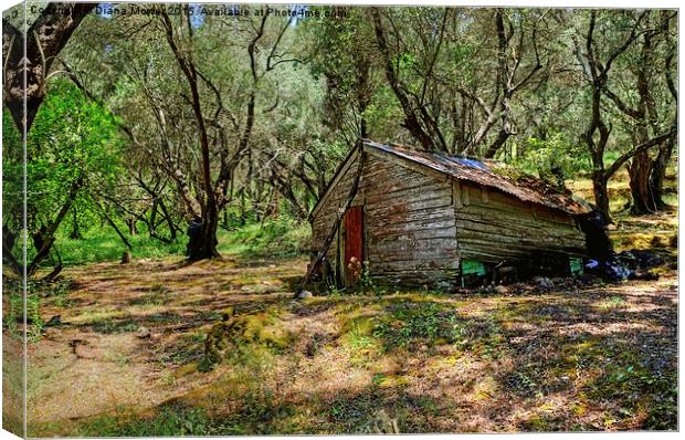  Olive Grove Cabin Canvas Print by Diana Mower
