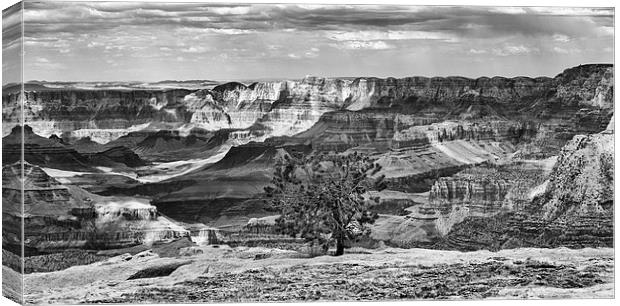 Grand Canyon lone tree Canvas Print by Greg Marshall
