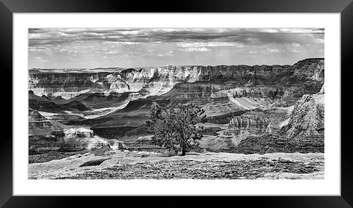 Grand Canyon lone tree Framed Mounted Print by Greg Marshall