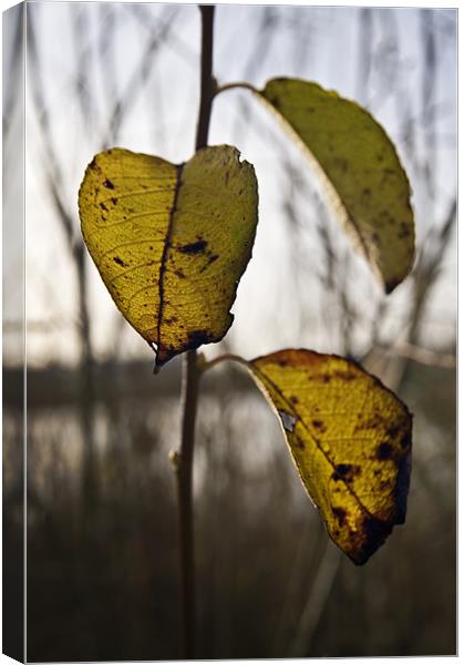 3 final leaves of Autumn Canvas Print by Stephen Mole