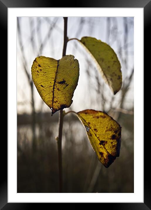 3 final leaves of Autumn Framed Mounted Print by Stephen Mole