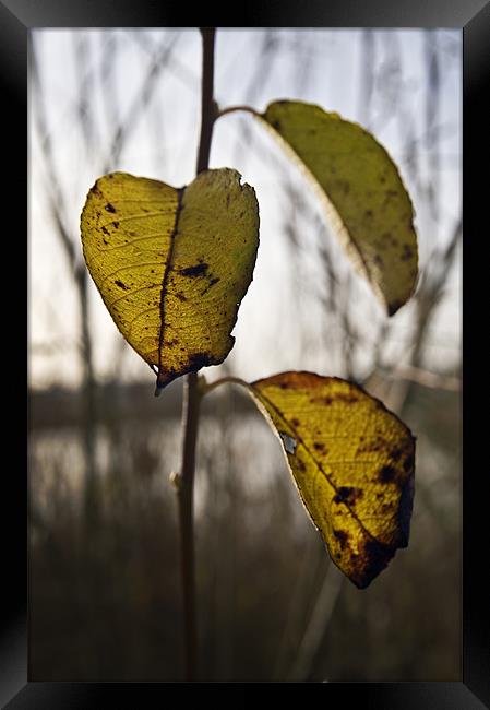 3 final leaves of Autumn Framed Print by Stephen Mole