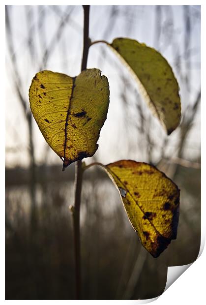 3 final leaves of Autumn Print by Stephen Mole