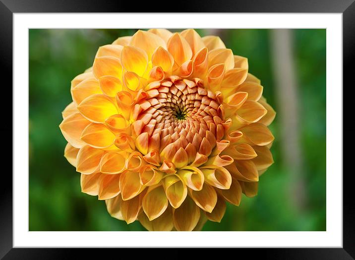  Chrysanthemum Framed Mounted Print by Greg Marshall