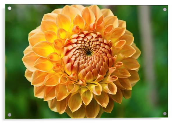  Chrysanthemum Acrylic by Greg Marshall