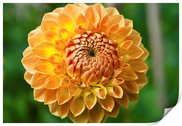  Chrysanthemum Print by Greg Marshall
