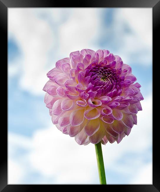  Chrysanthemum Framed Print by Greg Marshall