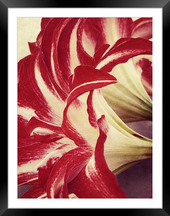  trumpet lilies Framed Mounted Print by Heather Newton