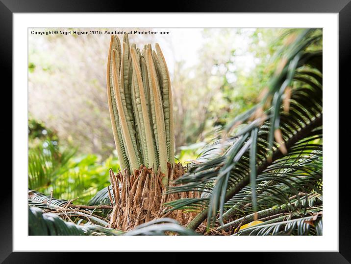  New life in the rainforest Framed Mounted Print by Nigel Higson