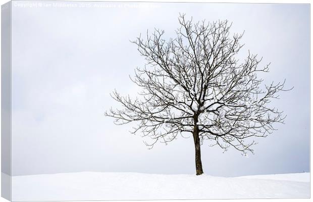 Winter Canvas Print by Ian Middleton