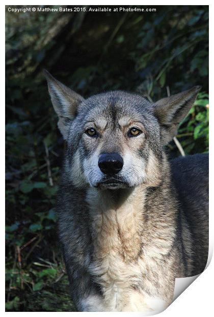  Iberian Wolf Print by Matthew Bates