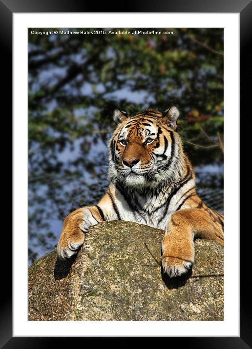 Regal Tiger Framed Mounted Print by Matthew Bates