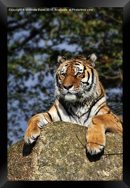 Regal Tiger Framed Print by Matthew Bates