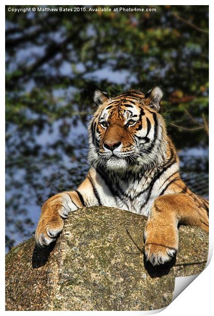 Regal Tiger Print by Matthew Bates