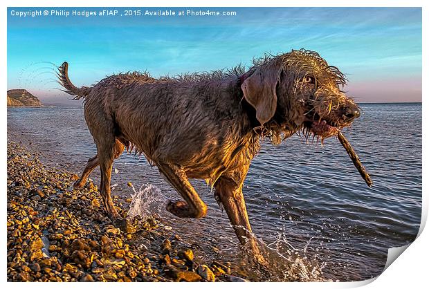 Dog on a Mission  Print by Philip Hodges aFIAP ,