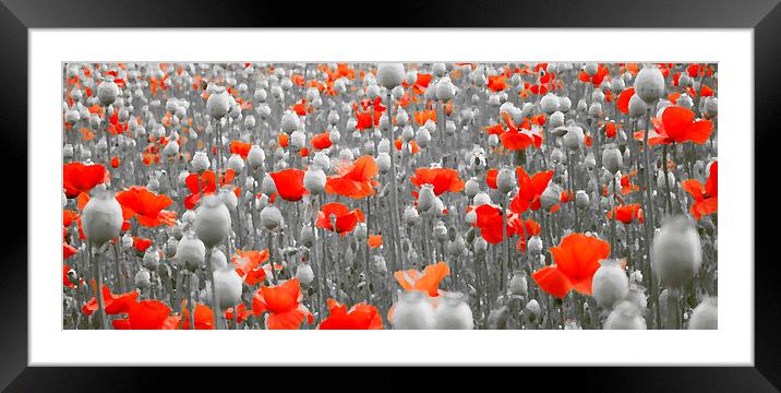  POPPIES AND PODS Framed Mounted Print by Anthony Kellaway
