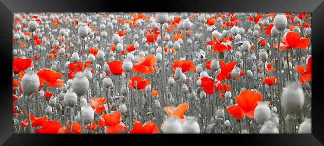  POPPIES AND PODS Framed Print by Anthony Kellaway