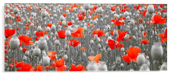  POPPIES AND PODS Acrylic by Anthony Kellaway