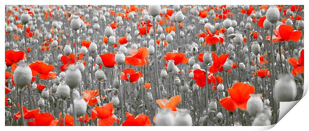  POPPIES AND PODS Print by Anthony Kellaway