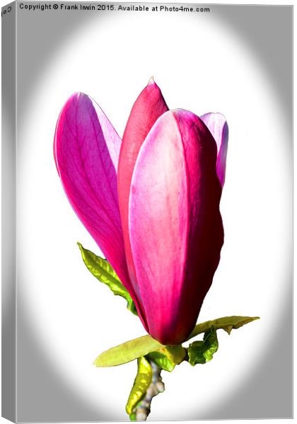 Magnolia flower just opening.  Canvas Print by Frank Irwin
