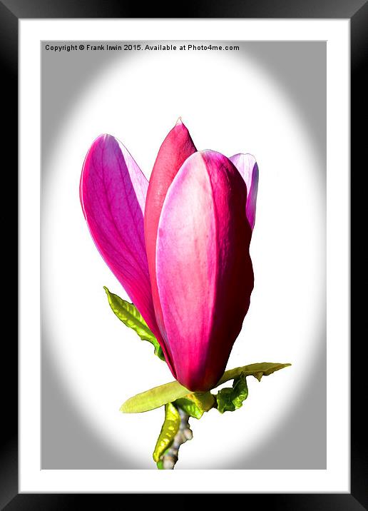 Magnolia flower just opening.  Framed Mounted Print by Frank Irwin