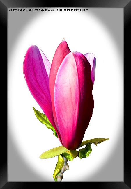 Magnolia flower just opening.  Framed Print by Frank Irwin