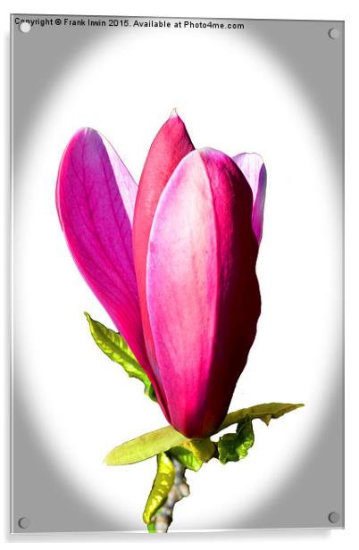 Magnolia flower just opening.  Acrylic by Frank Irwin
