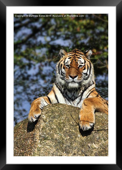 Tiger Framed Mounted Print by Matthew Bates