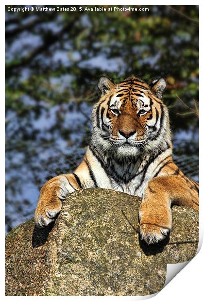 Tiger Print by Matthew Bates